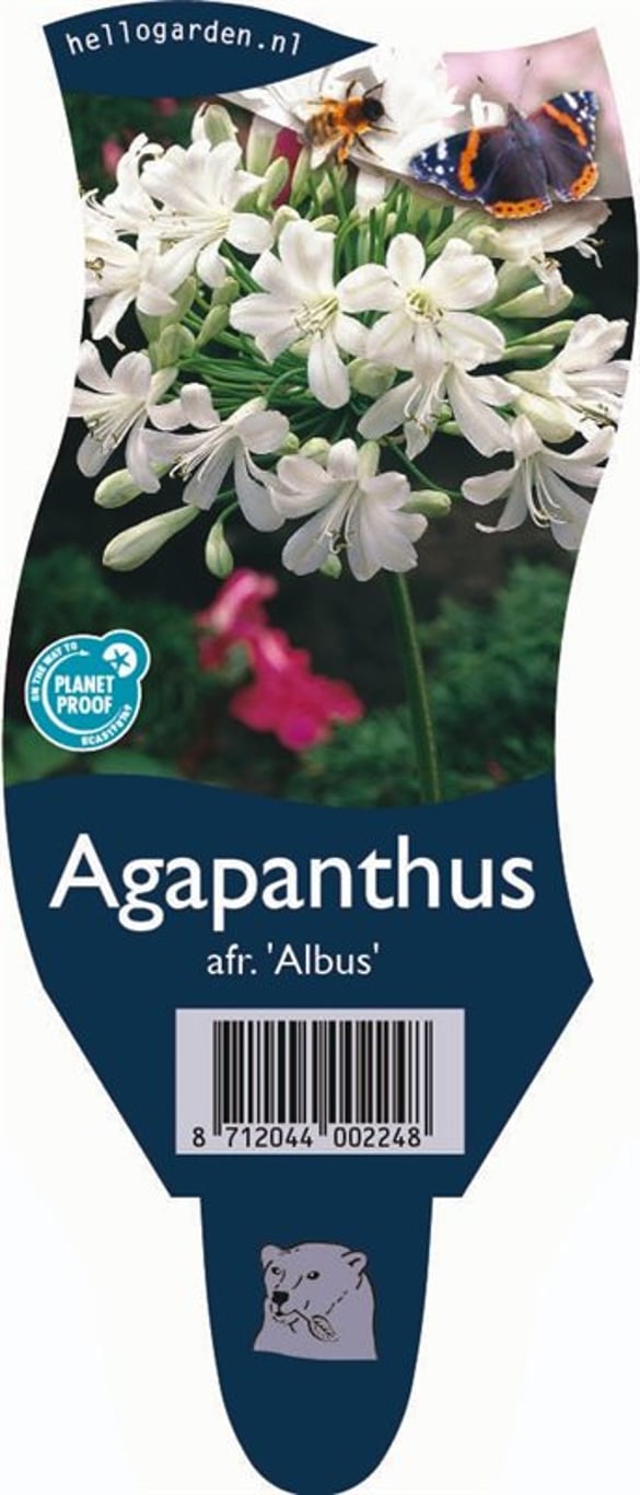 Agapanthus afr. 'Albus' - P11